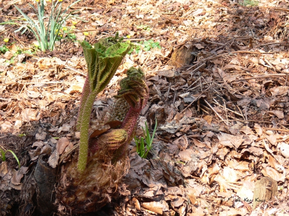Bois des Moutiers (89) mars 2012